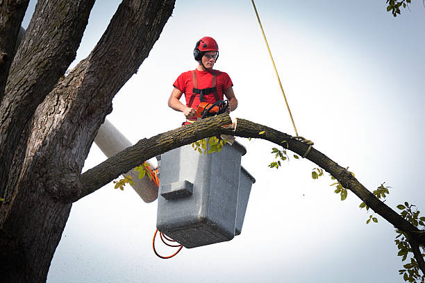 Dead Tree Removal